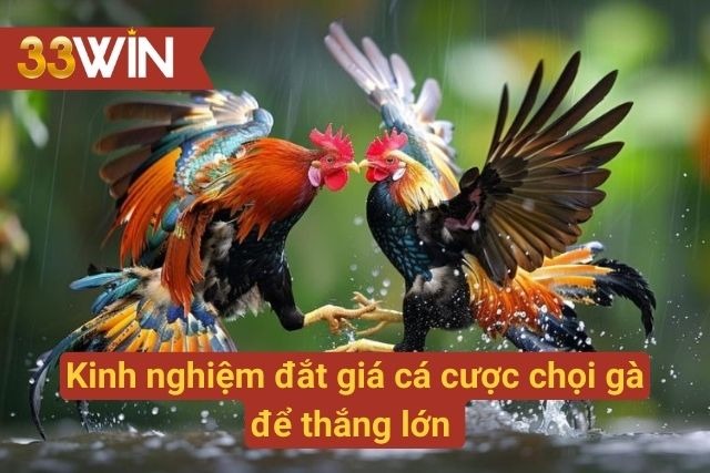Kinh nghiệm chọi gà thắng lớn