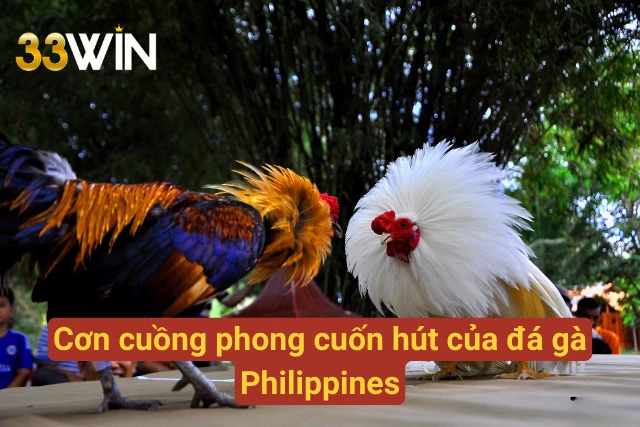 Cơn cuồng phong sức hút độc đáo của sảnh cược  